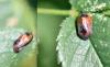 Penthimia nigra